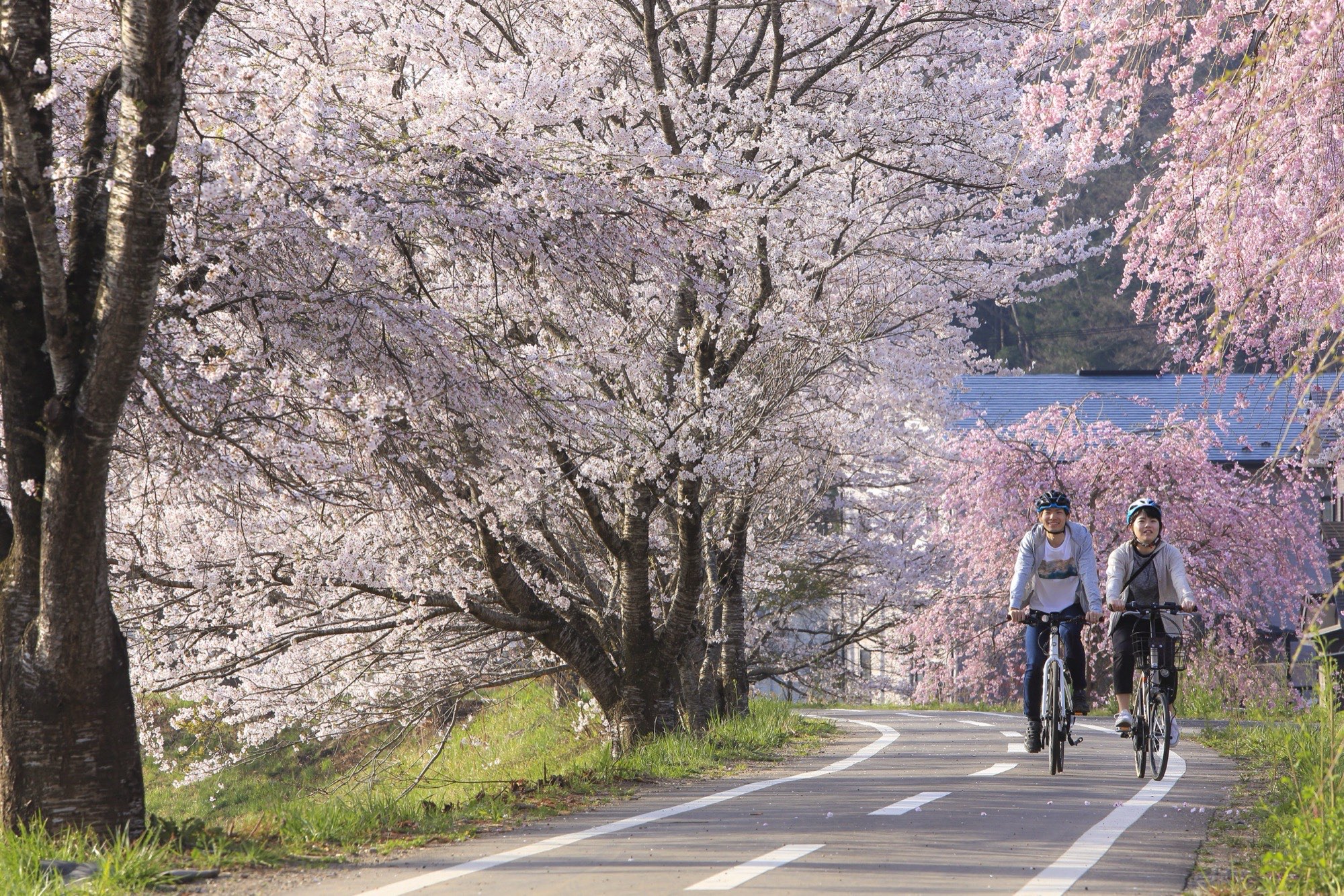 桜並木をE-BIKEで走る二人