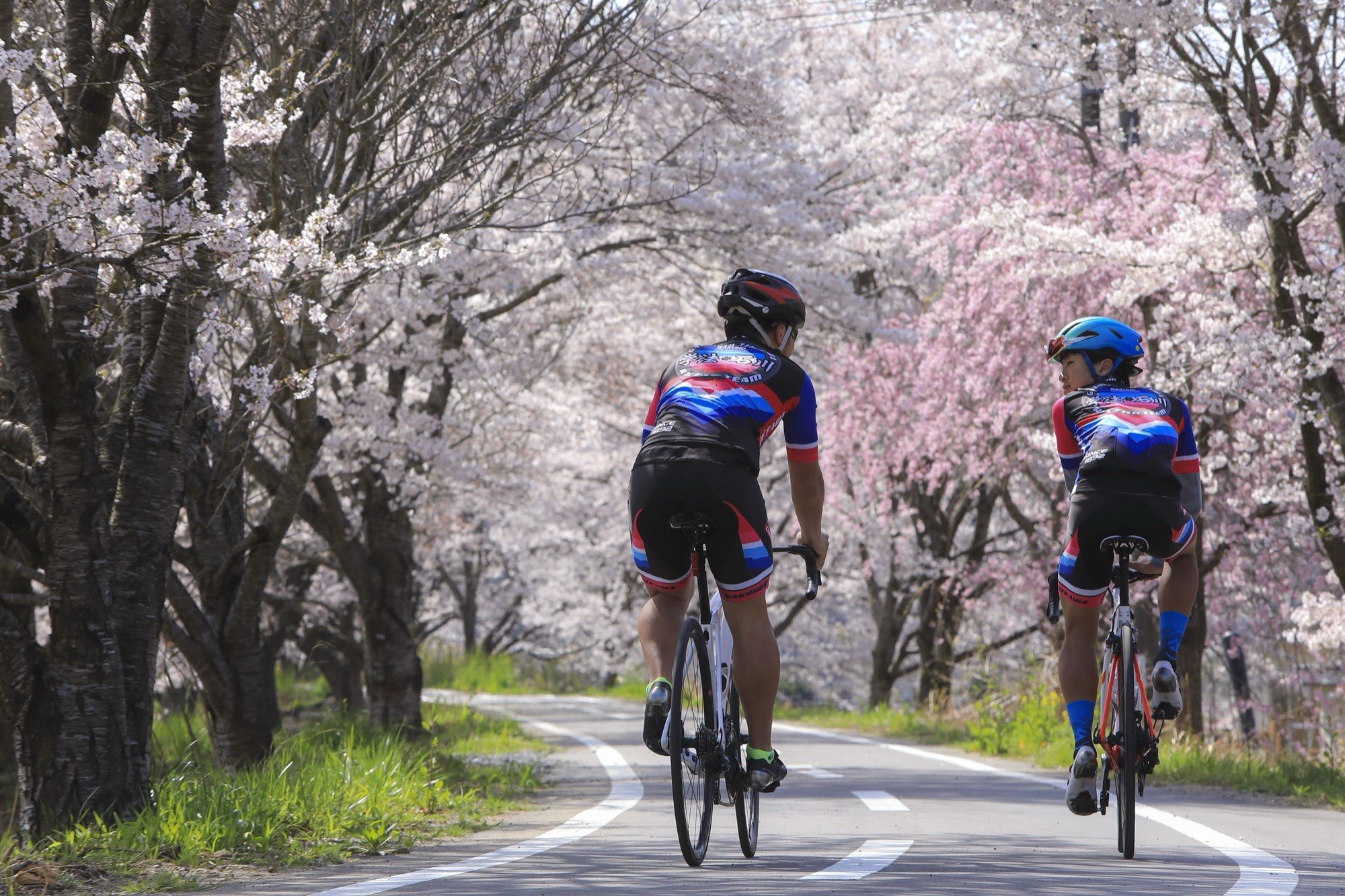桜のトンネルを走るロードバイクチーム